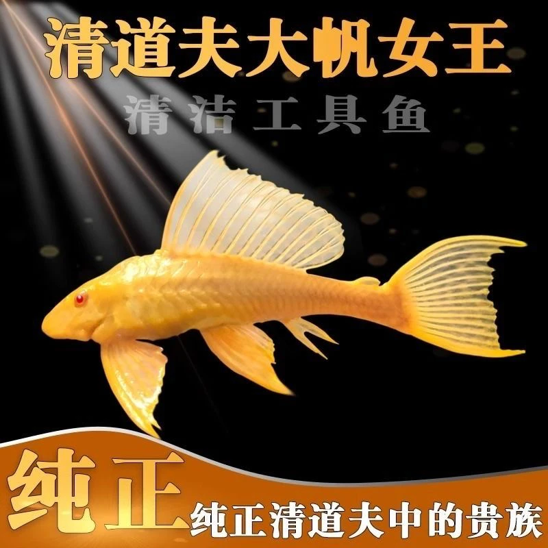 女王大帆鱼红眼易活清洁工鱼除藻鱼观赏鱼工具鱼缸粪便清理吃青苔