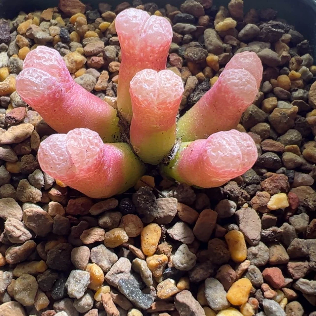 【闪购商品】栀*仙粉 红风铃