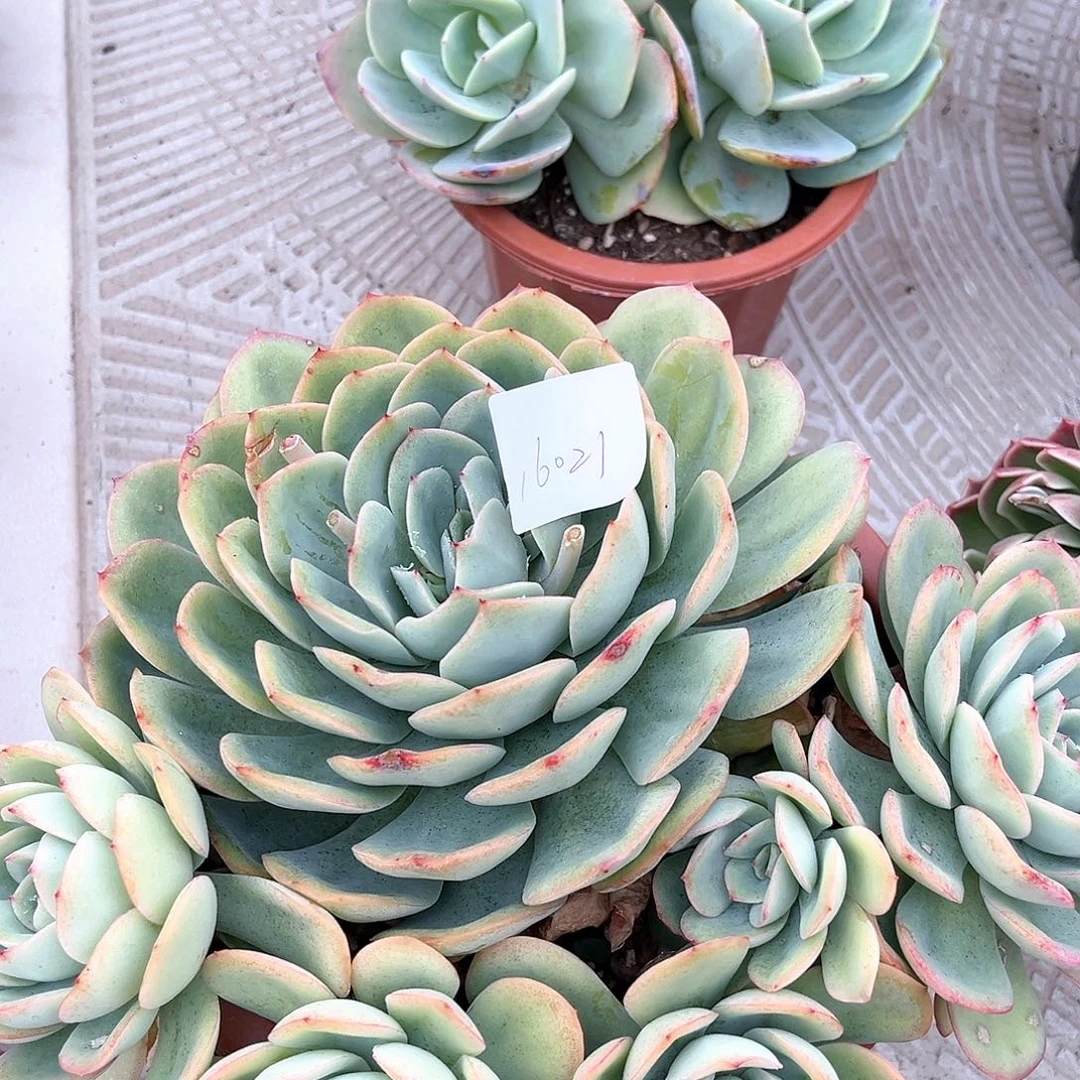 晨雾大群生16021