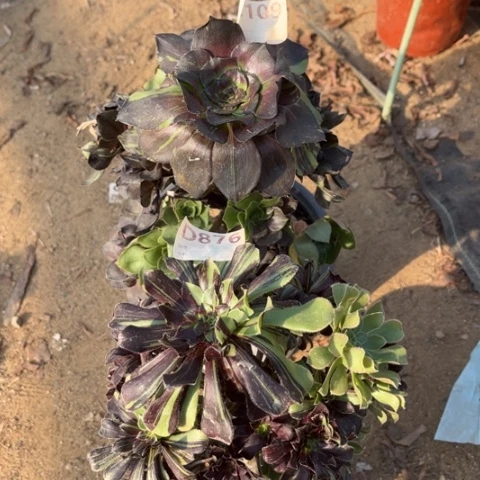 多肉植物水墨丹青花斑鹿