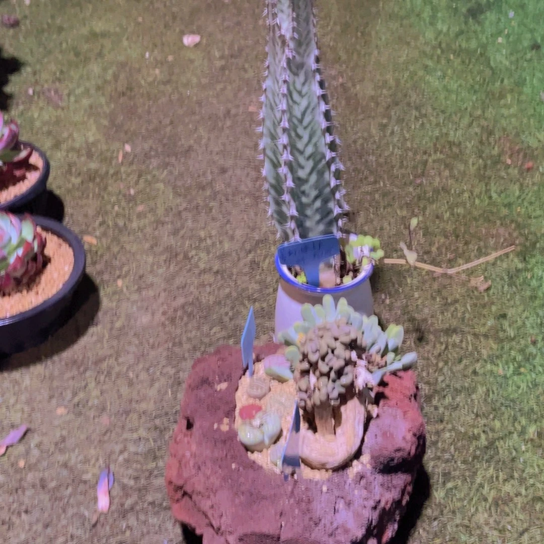 虹***妹多肉植物保护研究所所长