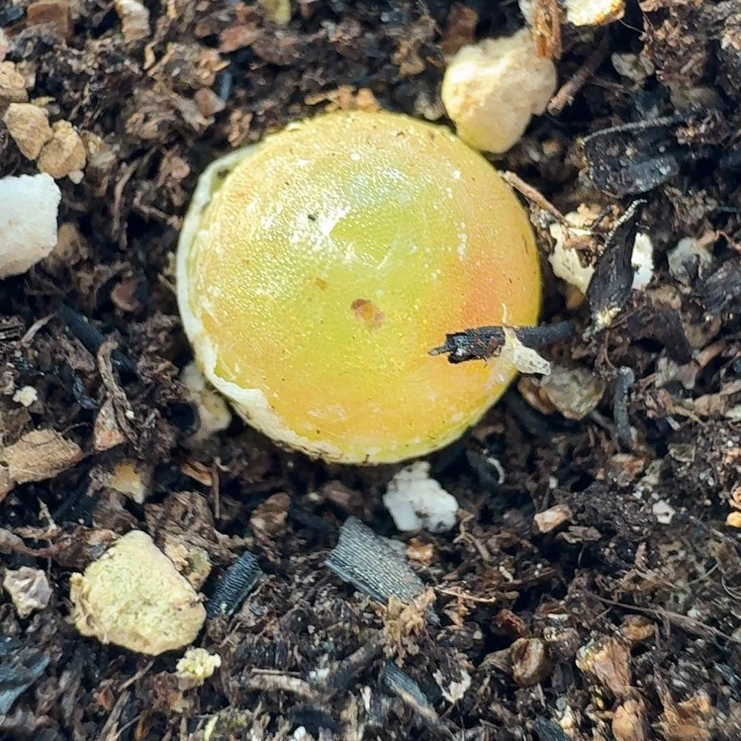 老马生石花哈默649