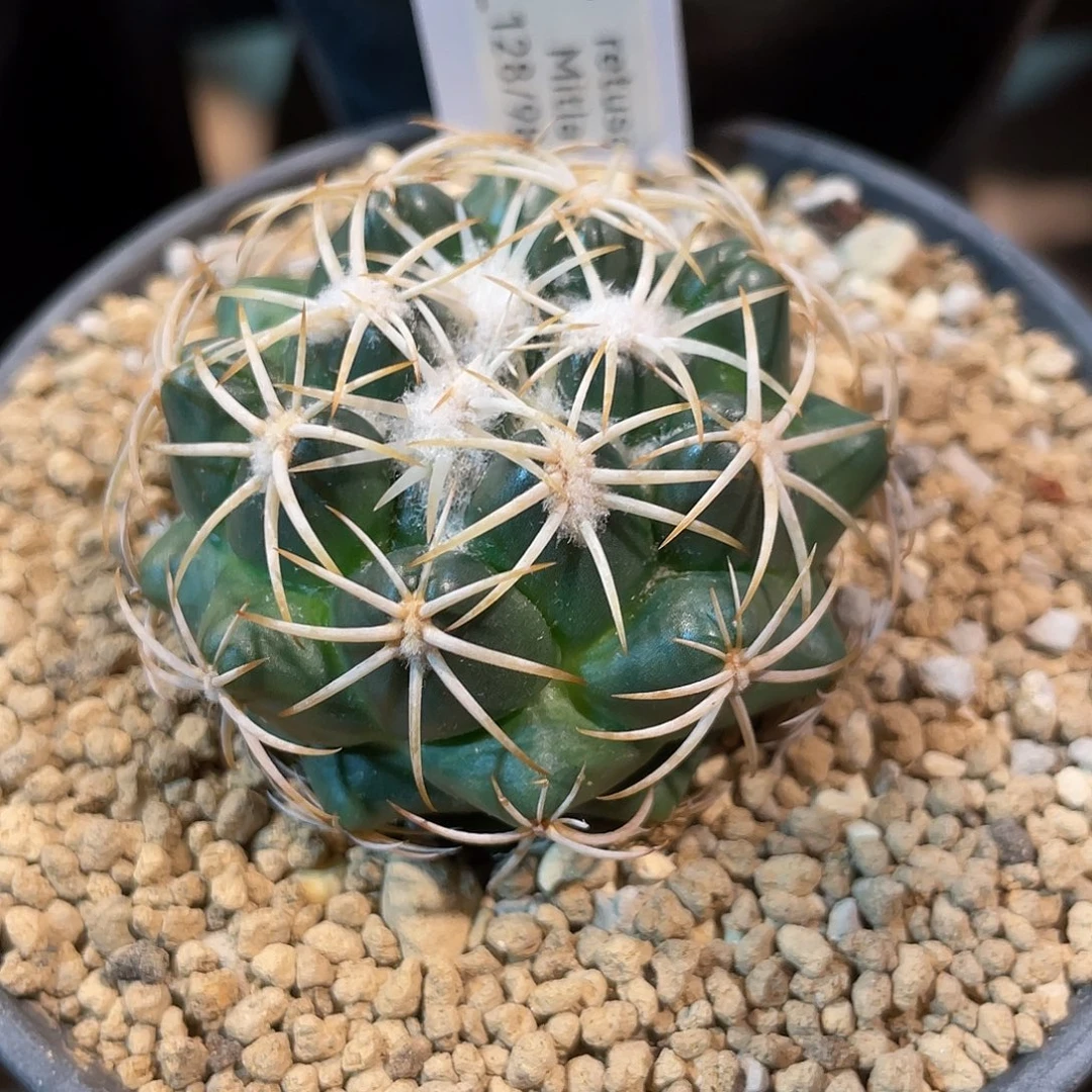 仙人球顶花球属凤华丸4.9厘米