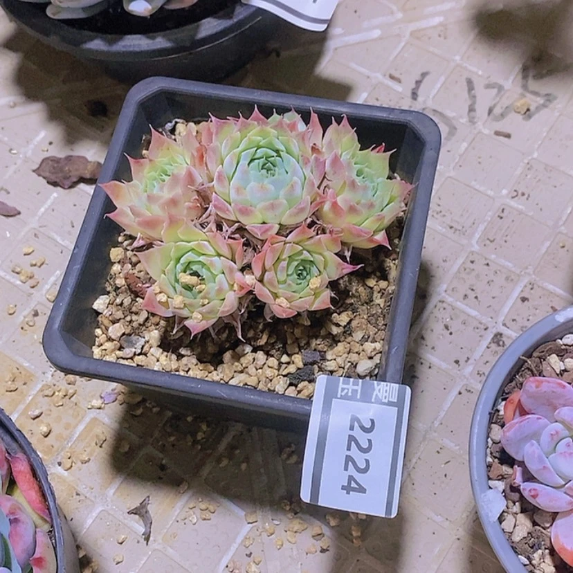 【闪购商品】海林娜2224