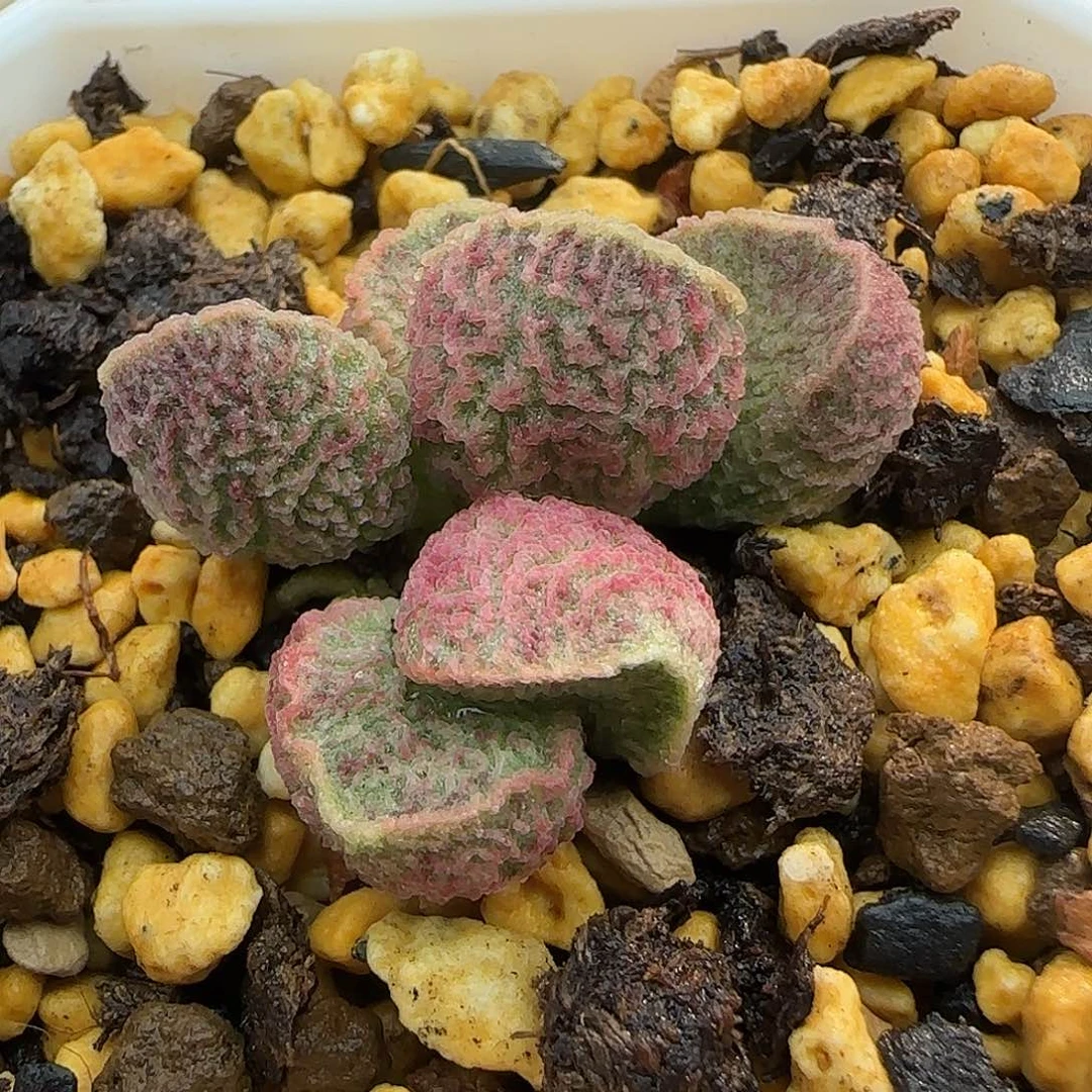 无花朵新品实生水泡