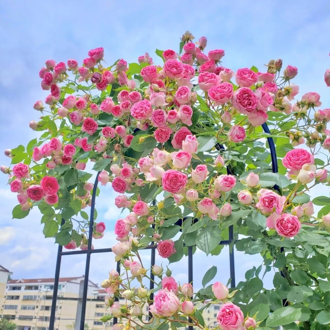 爬藤蔷薇老桩重瓣大花藤本月季花苗庭院阳台种植四季开花耐寒植物