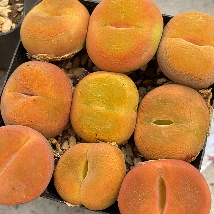 水蜜桃1颗买3送1