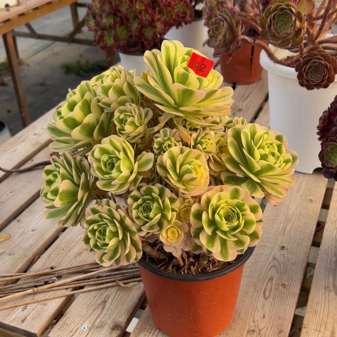 542炖肉植物发货迈巴赫