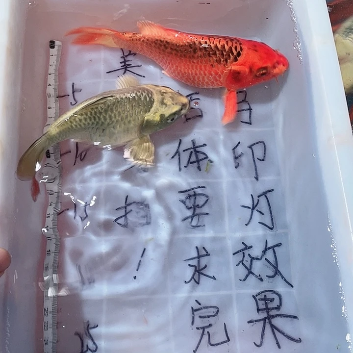 蝴蝶鲤鱼渔场直发24