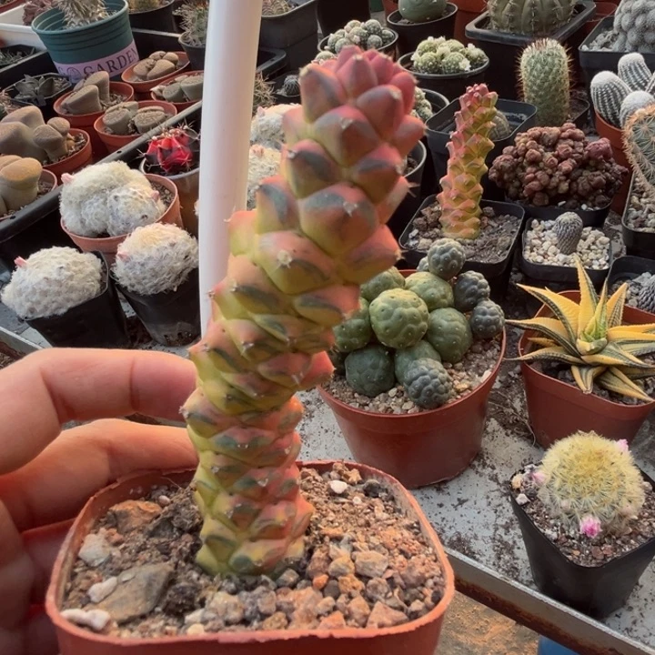 将军阁锦一物一拍自根