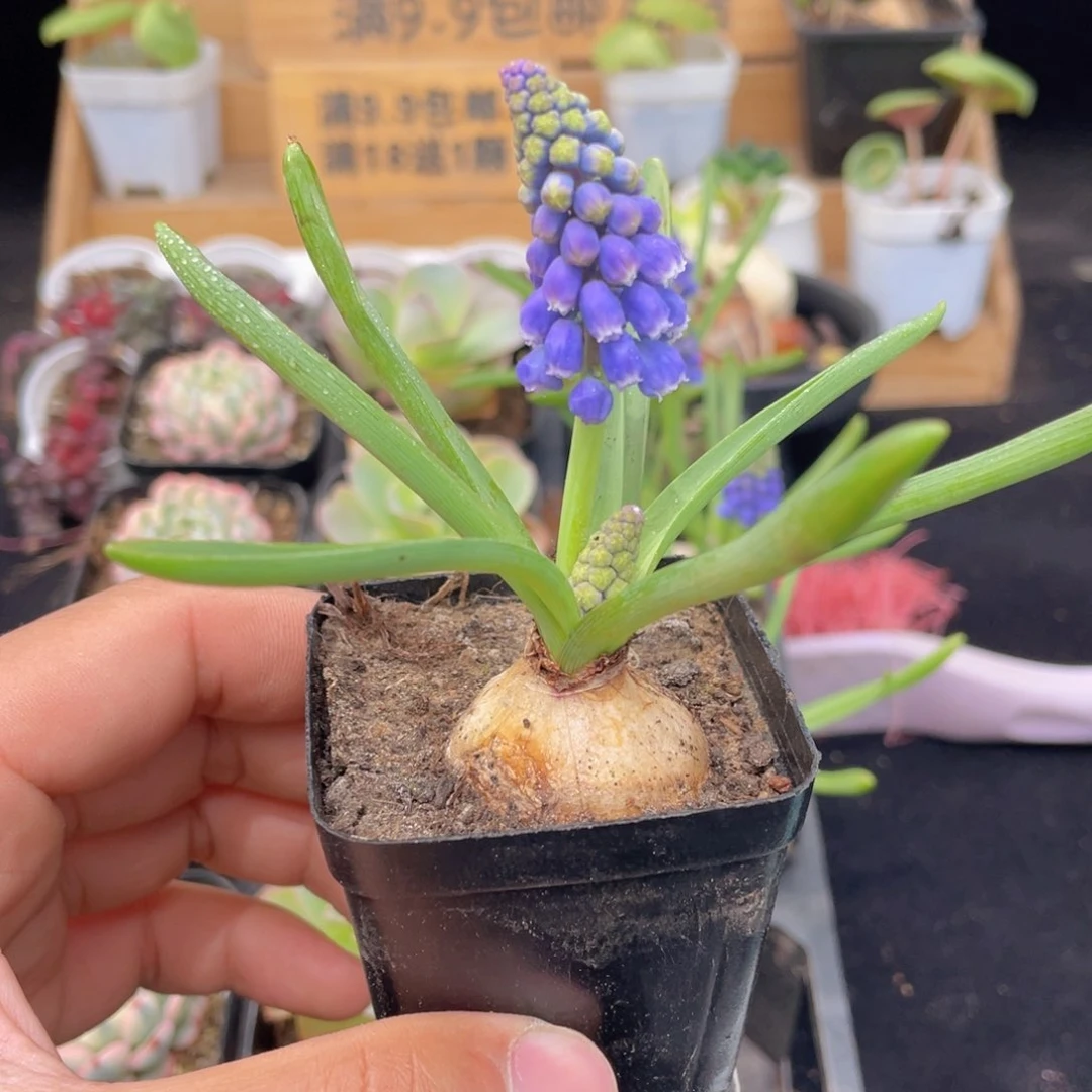 葡萄风杏子多肉9.9包邮发货