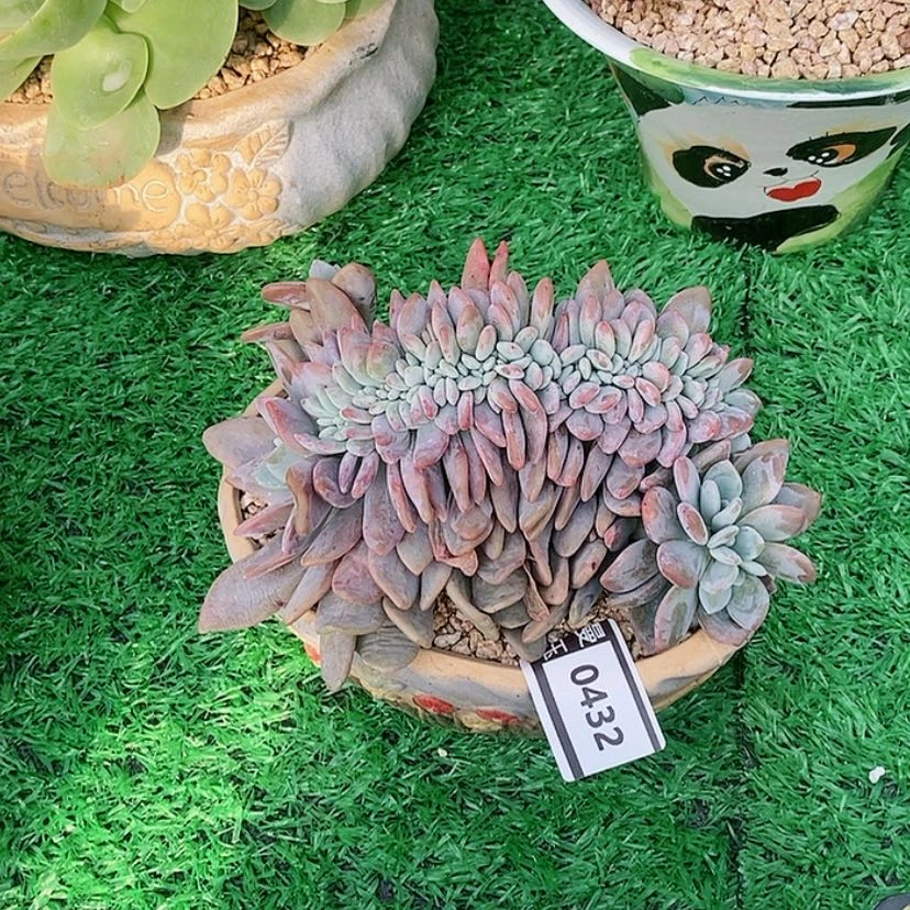 【闪购商品】哈****好粉兔缀0432