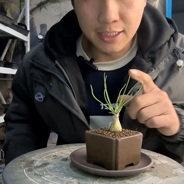 ?*染小盆景小植物一物一拍104