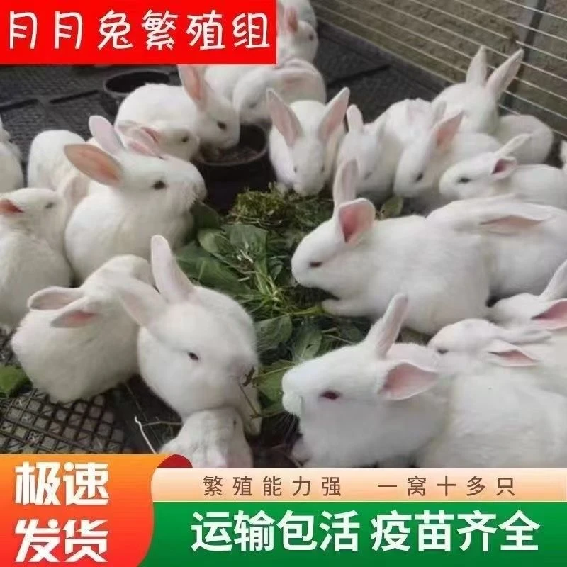 兔子活体肉兔大型家养新西兰小白兔小兔子兔苗比利时肉兔苗可繁殖