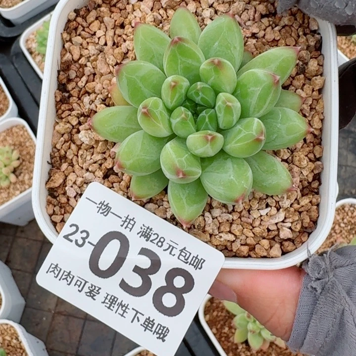 胖体青花瓷无盆土发货无盆土