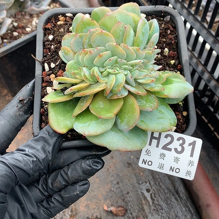 白凤缀化 有侧切 非偏远38包邮节后发