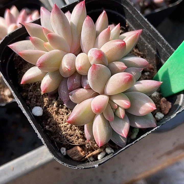 多肉植物虞美人808