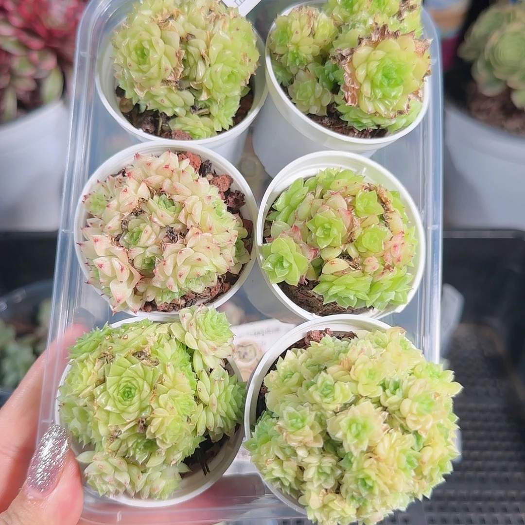 0619,-,--60麦秆6颗