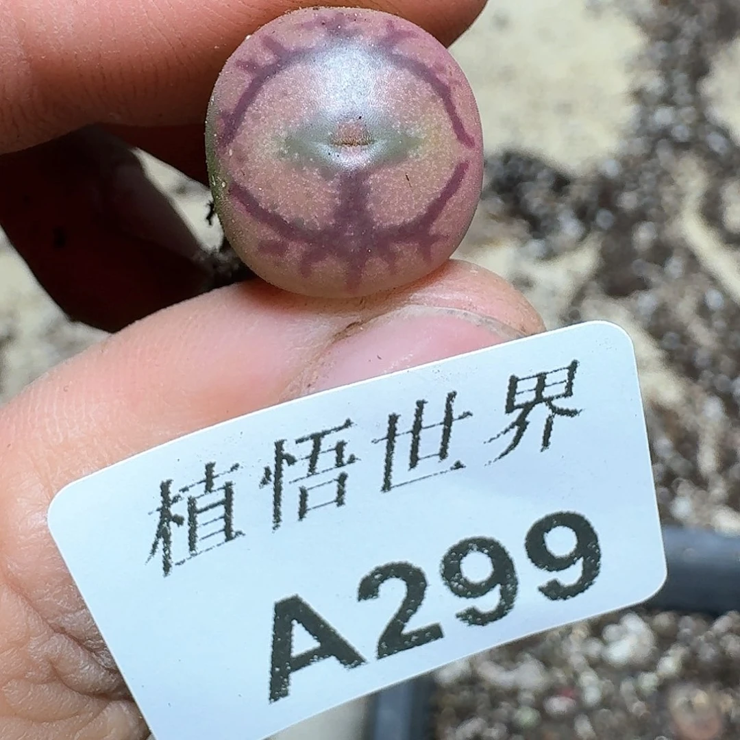 299号多肉植物哇f g