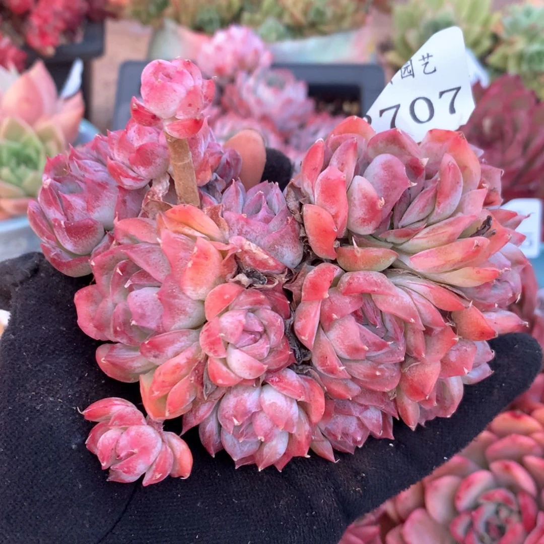 2707杂交多肉植物