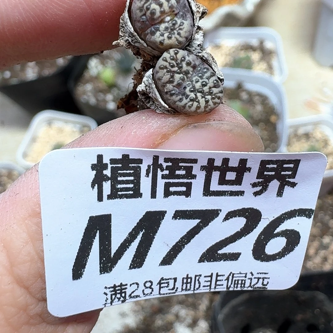多肉植物的润泽efg