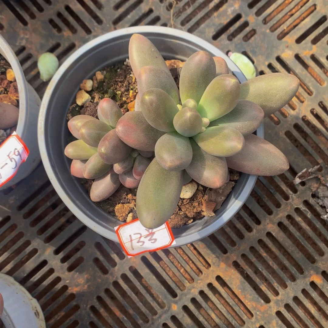 糖果美人 多肉13号