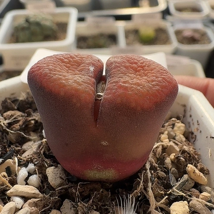 73 红蛋糕风铃。