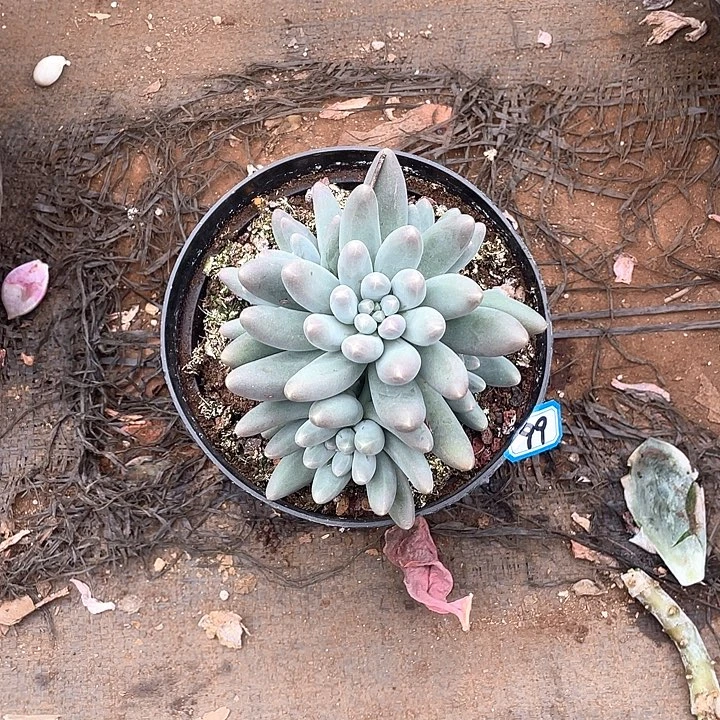 99乌拉奶 一物一拍多肉