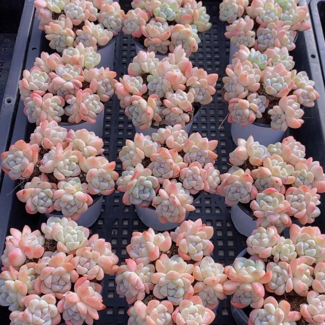 量拍37号 M奶油樱花冰玉双头七个拼盘一盒