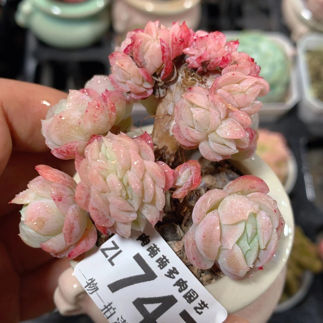 5CM拇指盆精控多肉ZL747