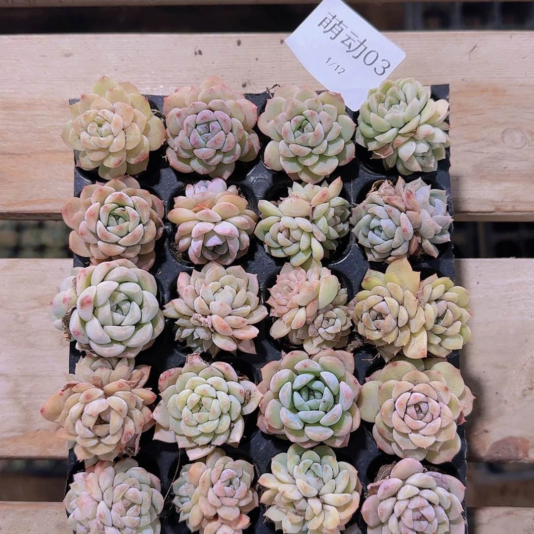 直播一物一拍多肉03