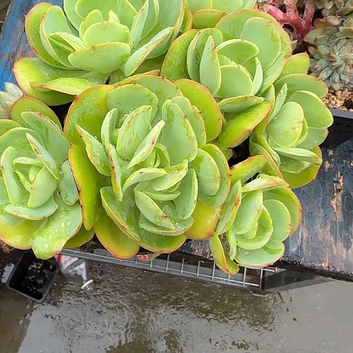 青蛙王子儿童牙膏套装11