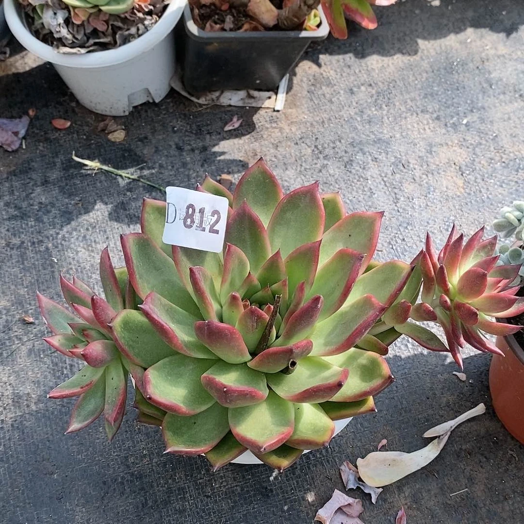 徽*⁶812弗兰克多肉植物