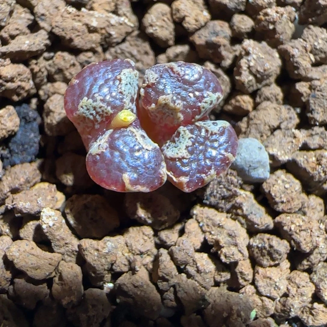 肉锥多肉植物组合-蝴蝶1364