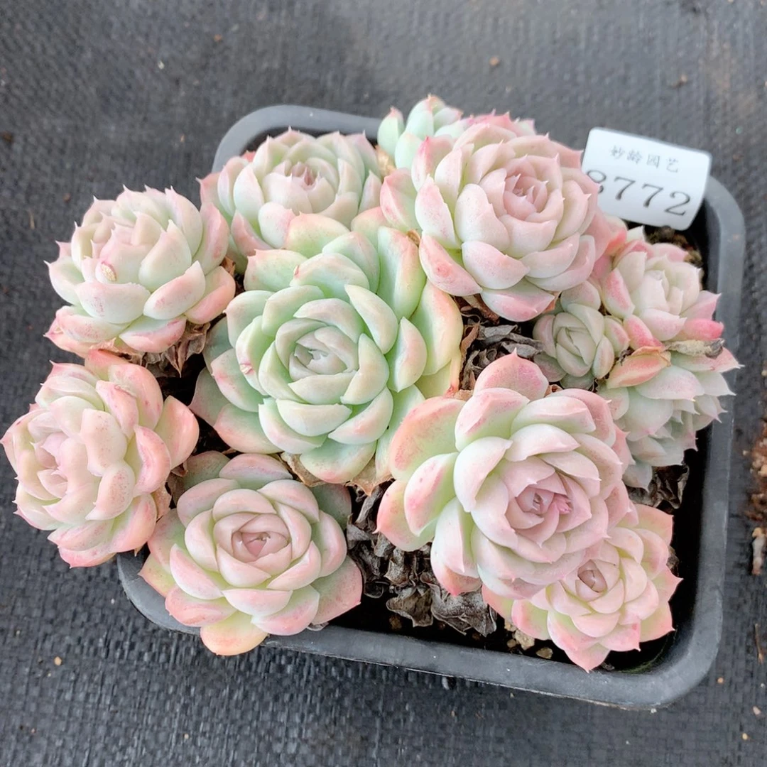 8772叶片有伤特价处理