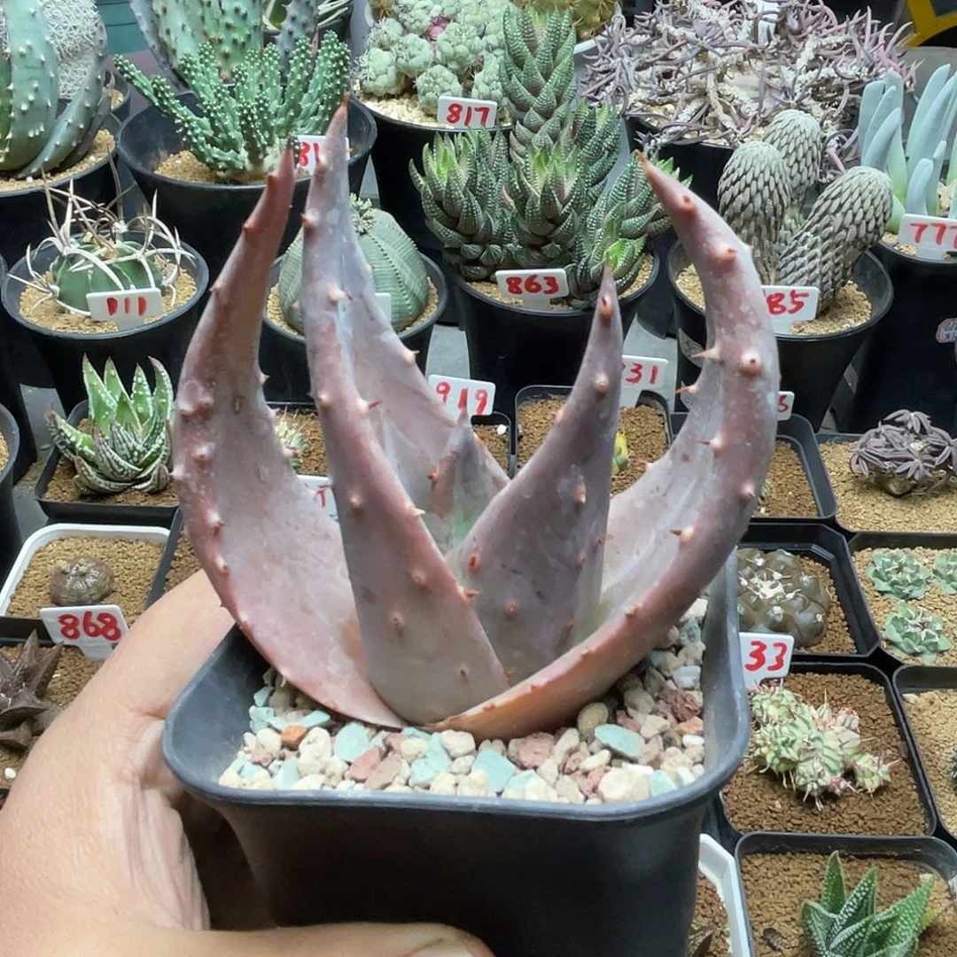 实生元宝芦荟 脱土包邮