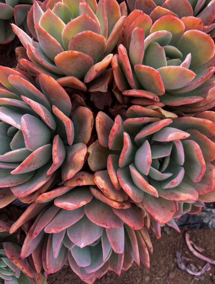 【地栽绮罗】绮罗仙子 地栽大绮罗  多肉植物[25公分起]