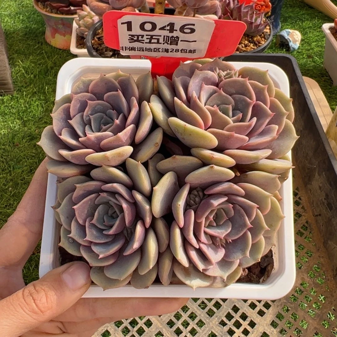 表妹精品多肉1046.