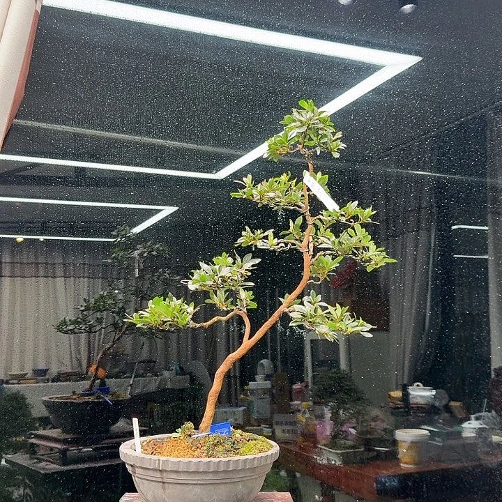 红***狸无花朵花卉苗木3623