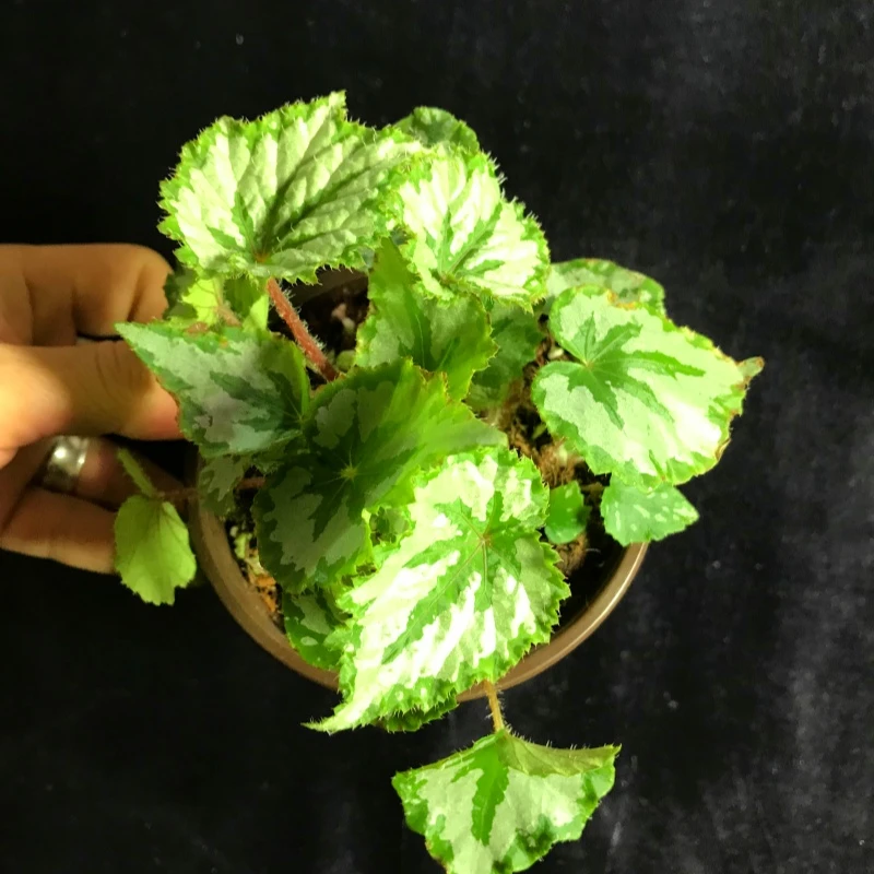 植物鸟秋海棠绿色系反蓝光室内盆栽绿植ins风网红热带观叶植物