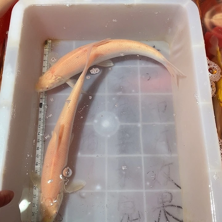 蝴蝶鲤鱼渔场直发98