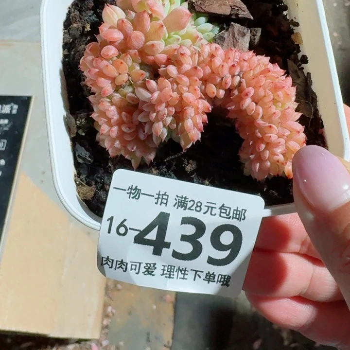 白胖子缀化无盆土发货无