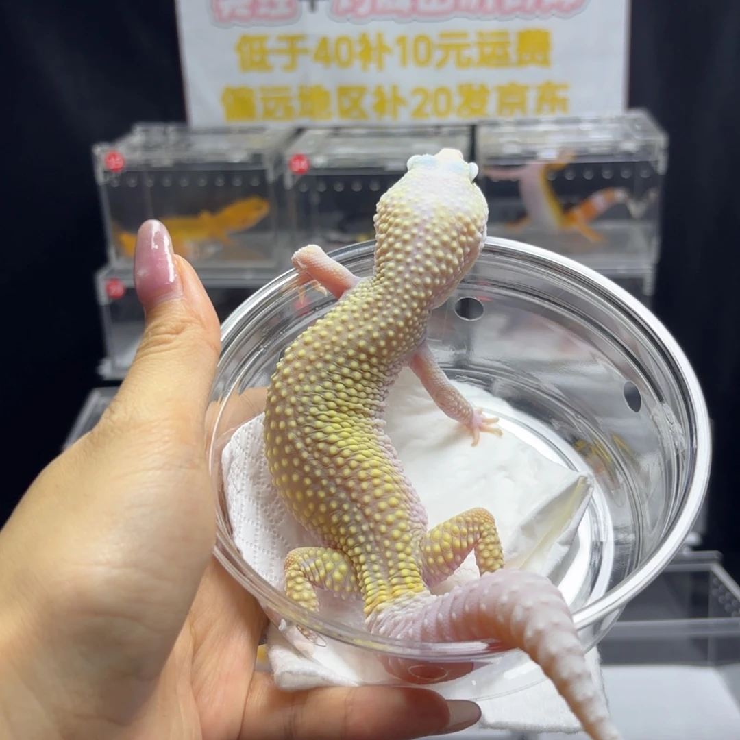 豹纹守宫暴风雪母