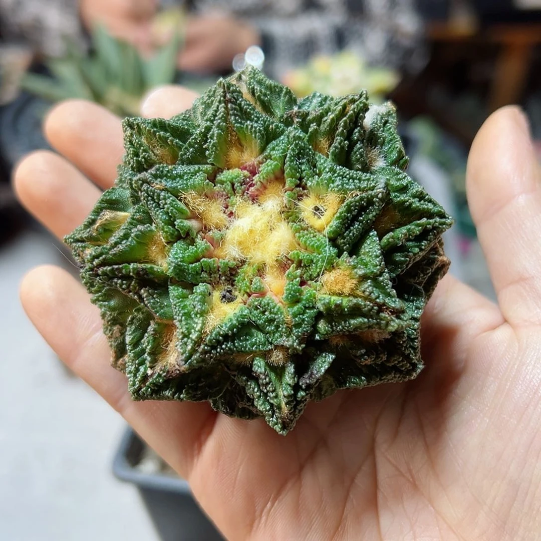 晚24号苗接无根辛盾龟7.5公分