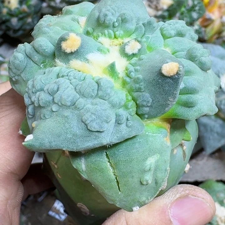 A****?福利苗接怒涛874