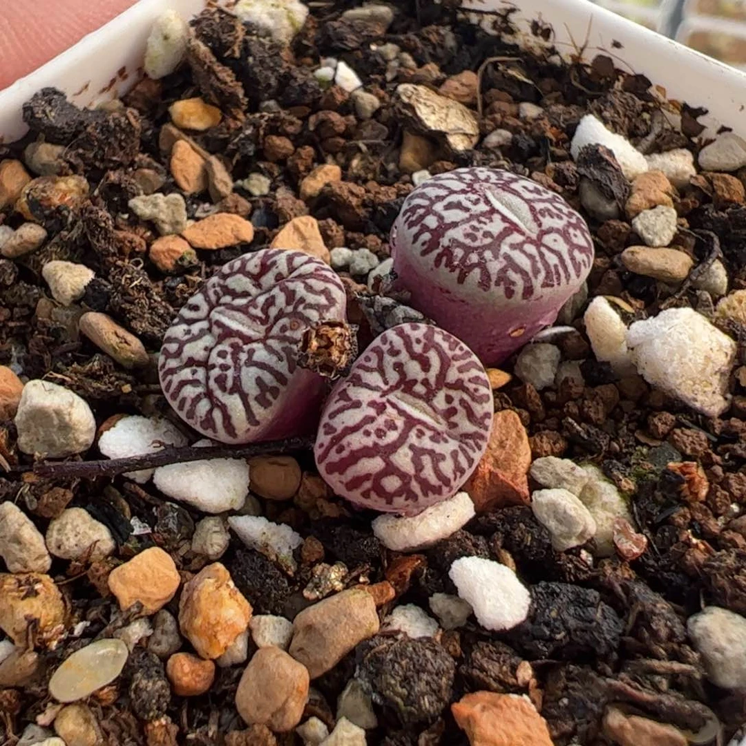 446多肉植物组合