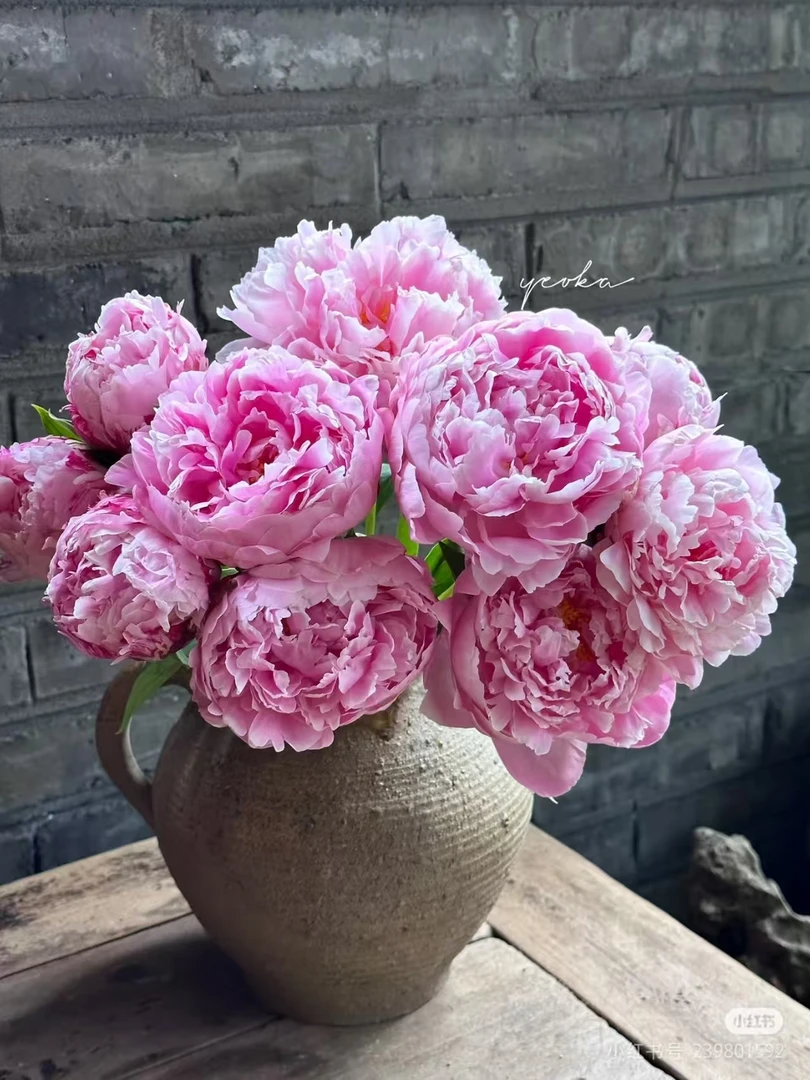 【香羿鲜花】芍药5支/全场任意满两单及以上包邮