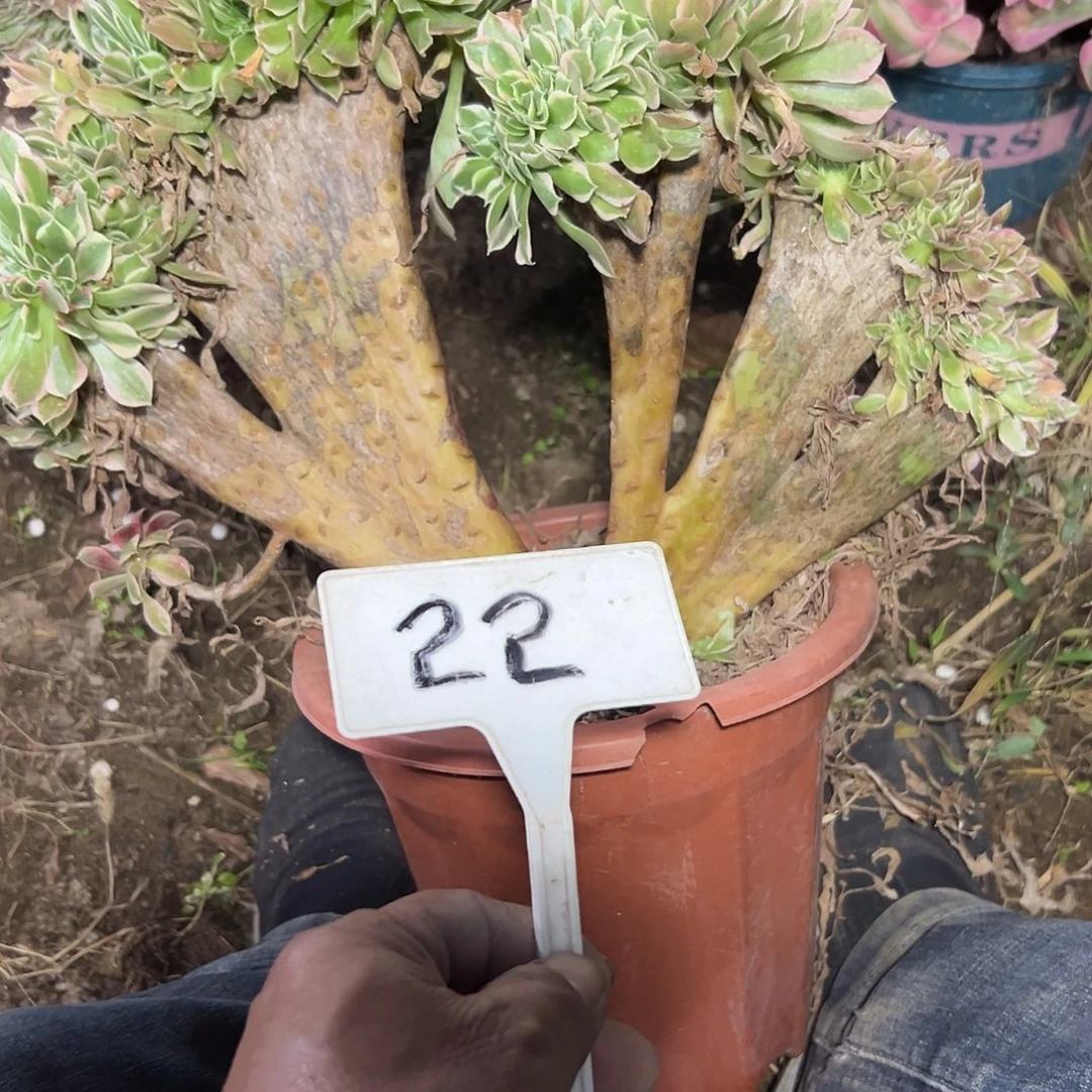多肉植物女神缀花22