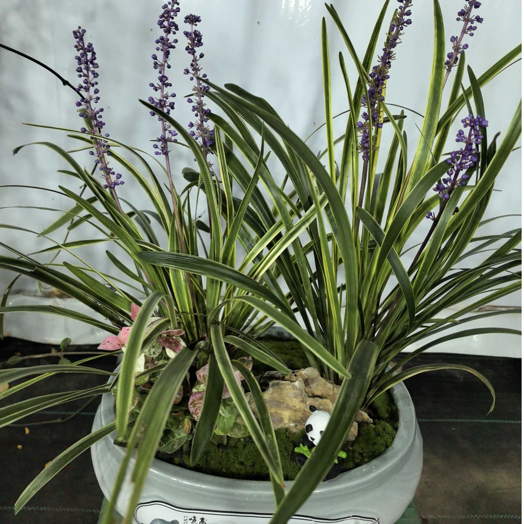 金边阔叶麦冬花镜绿植耐寒耐热适合庭院室内阳台