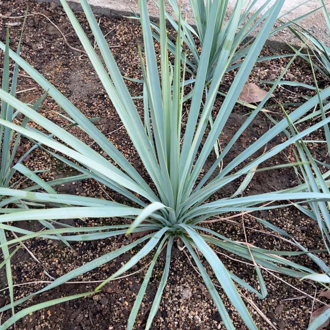 稻草人 鸟喙丝兰